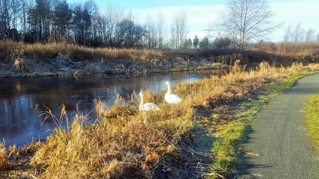 51252521_10156979352120522_1856259121297227776_n